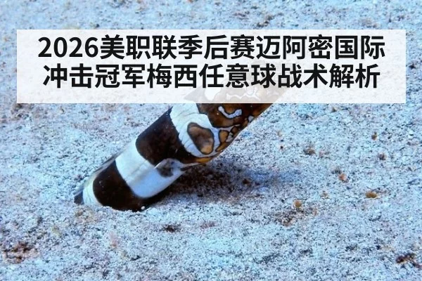 2026美职联季后赛迈阿密国际冲击冠军梅西任意球战术解析